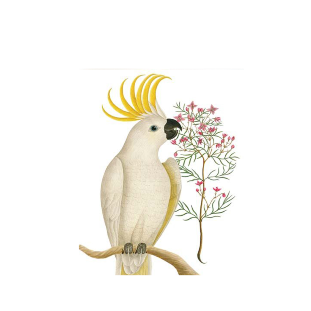 White Cockatoo Card